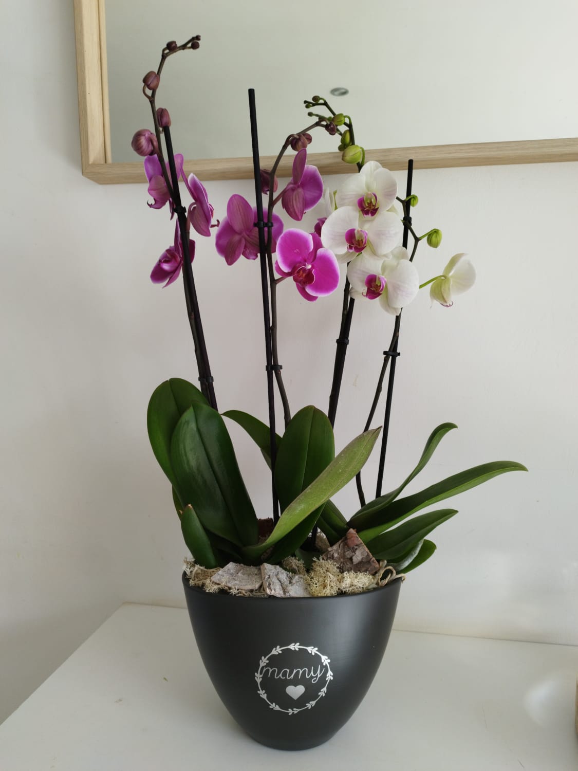 orquidee